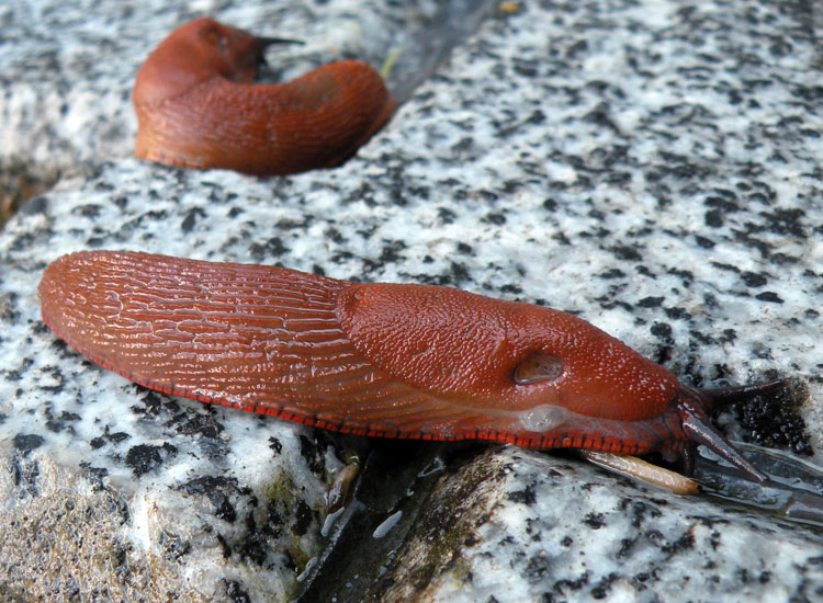 Lumache trentine: Arion vulgaris?